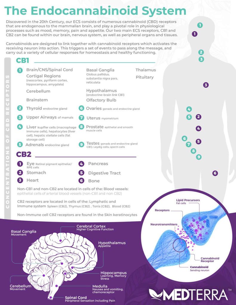 Medterra-Endocannabinoid